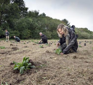 Veterans and volunteers plant devil's-bit scabious at the Eden Project